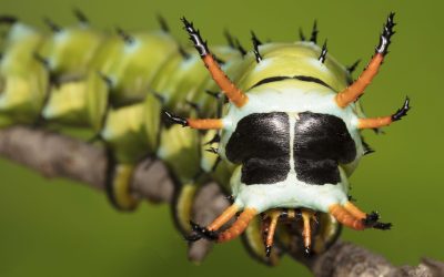 Saturday Gardening Seminar