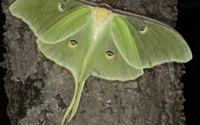 Saturday Gardening Seminar