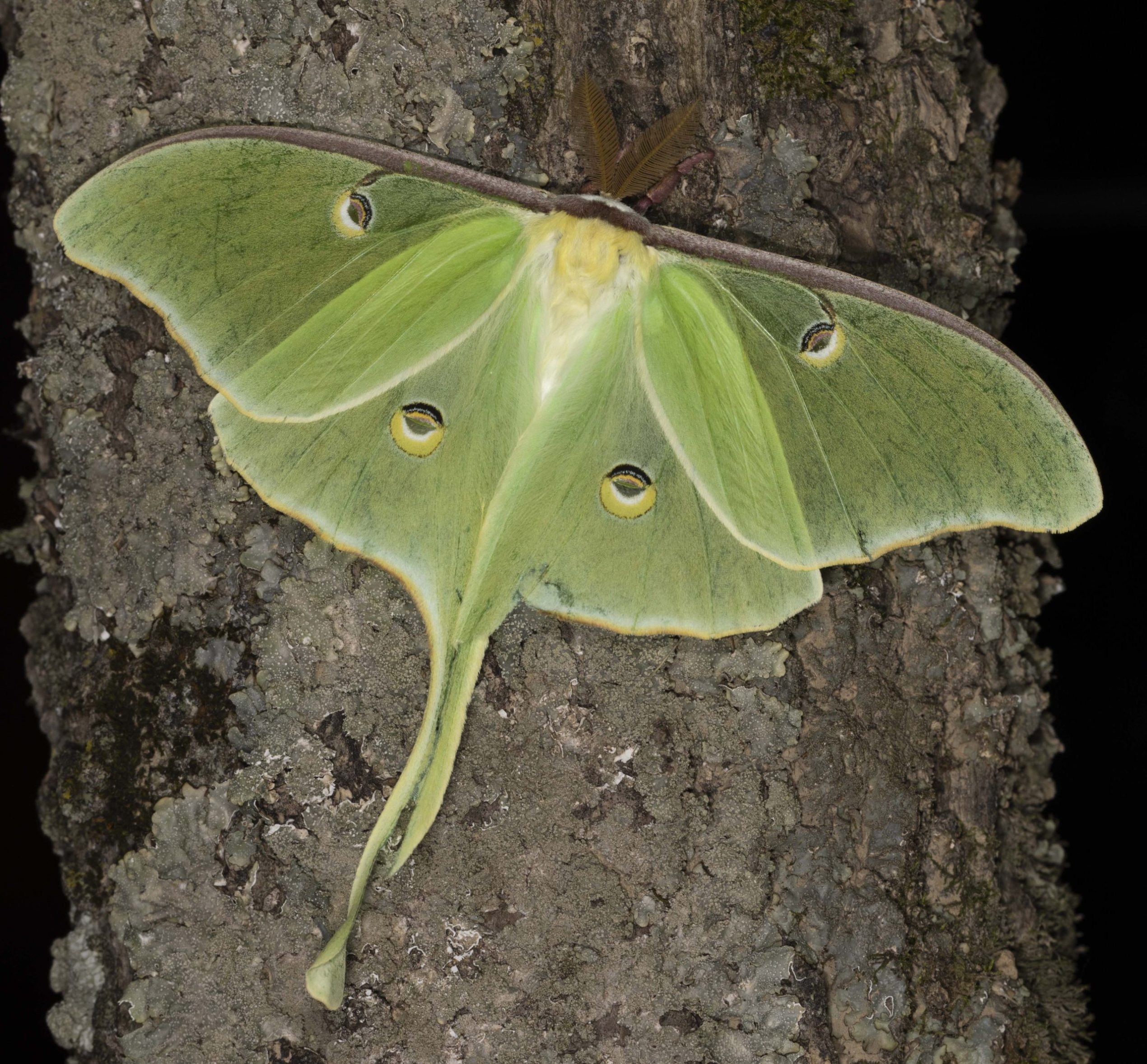 Luna Moth
